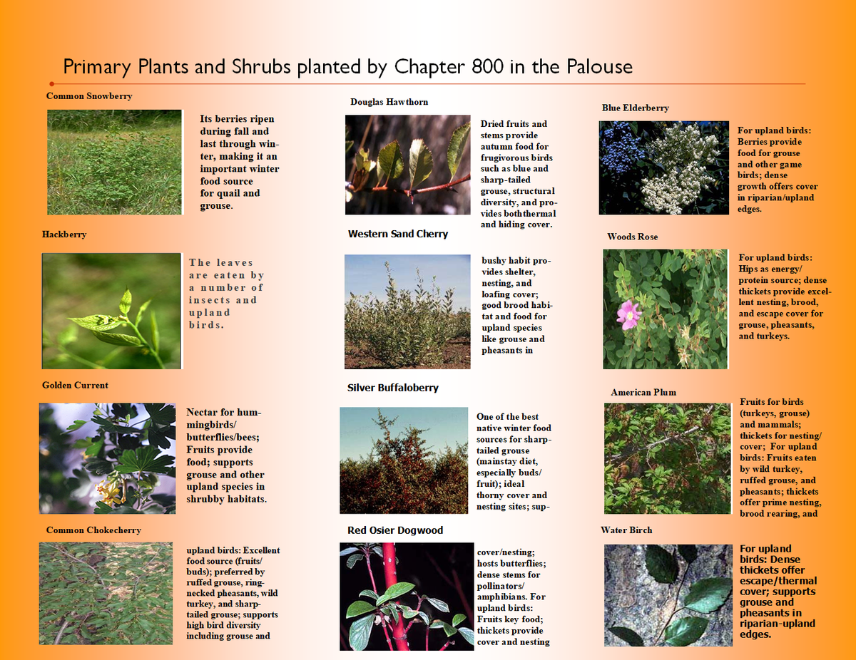 Primary Plants and Shrubs Planted by Chapter 800