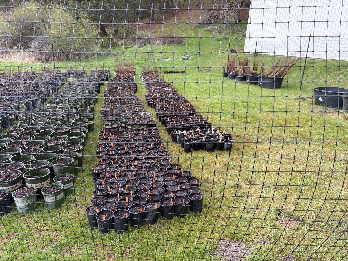 Plants at the nursery
